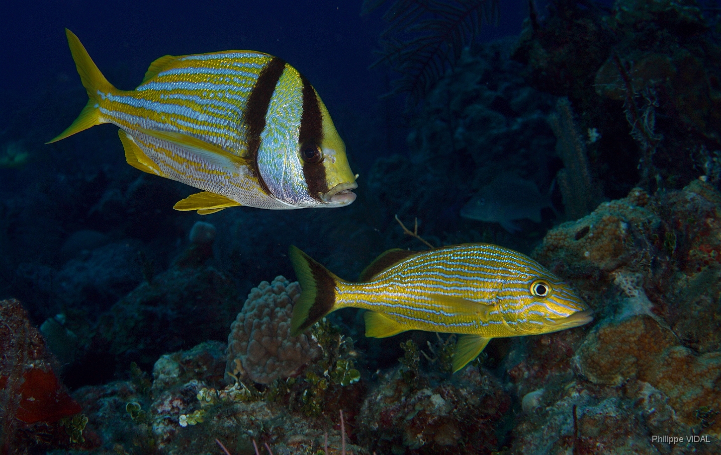 MediaEarth - Bahamas 2017 - DSC02384_rc-AtlanticPorkfish-Gorette Lippu rondeau- Bluestriped Grunt-Gorette catire-Haemulon sciurus.jpg